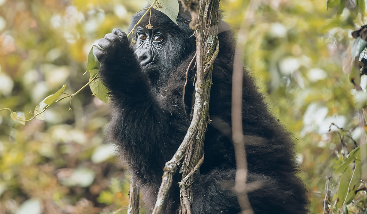 5 Days Rwanda Gorillas and Chimpanzee Tracking Tour
