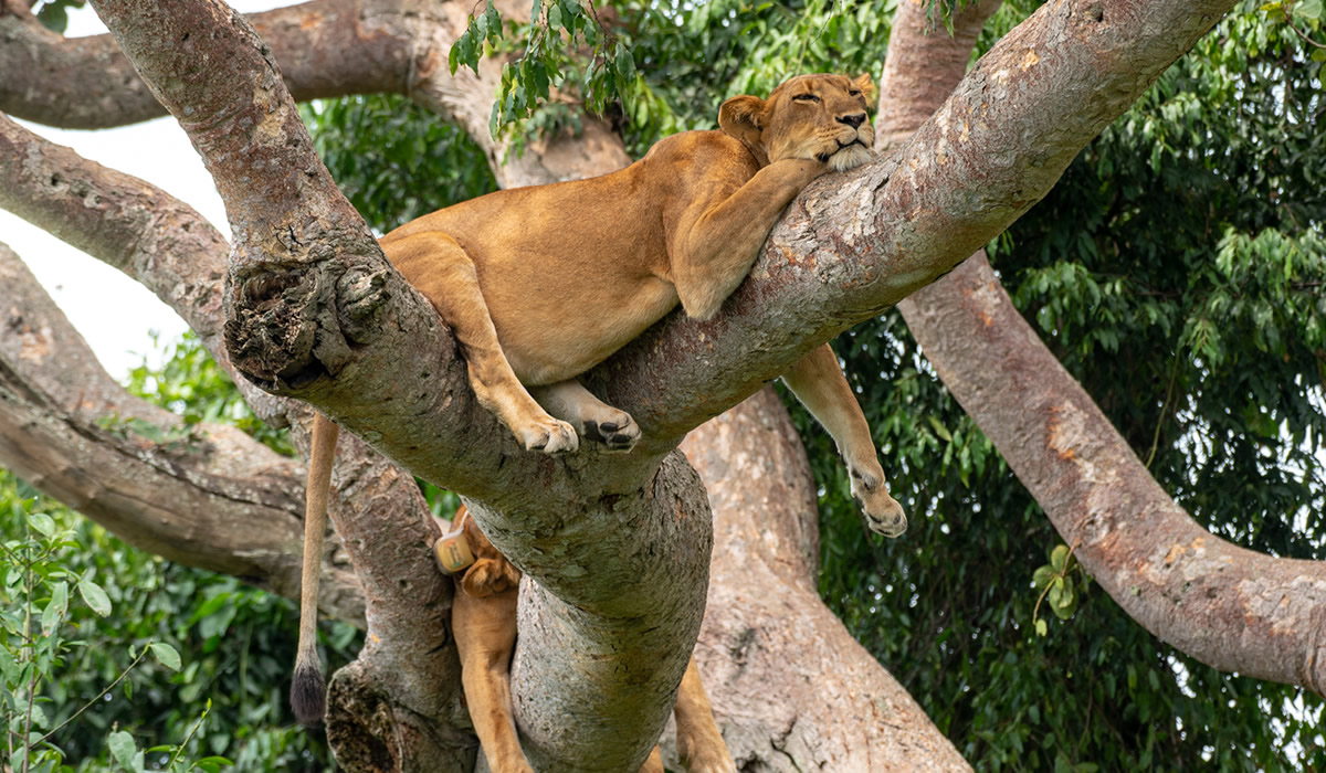 Why Queen Elizabeth National Park is a Popular Travel Destination