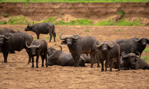 11 Days Uganda Big Five Wildlife Safari 11 Days Uganda Big Five Wildlife Safari