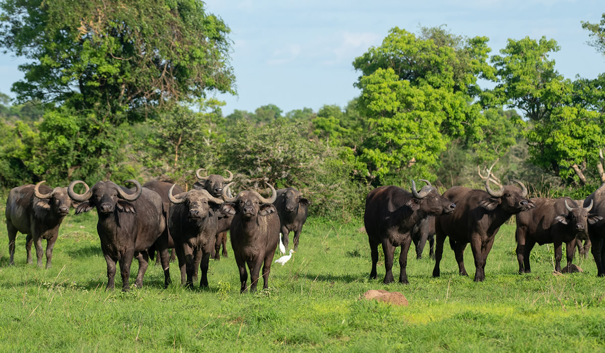 How Much Does a Uganda Safari Cost?