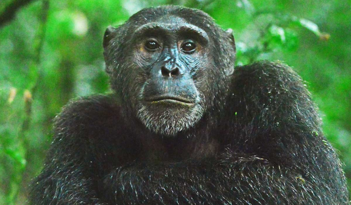 Uganda Chimpanzee Tracking Experience