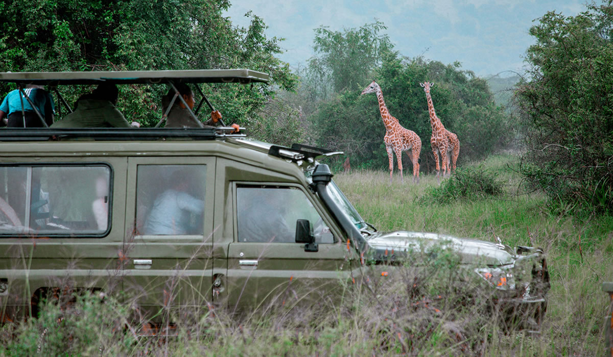 12 Days Uganda Rwanda Luxury Wildlife Safari, About Us