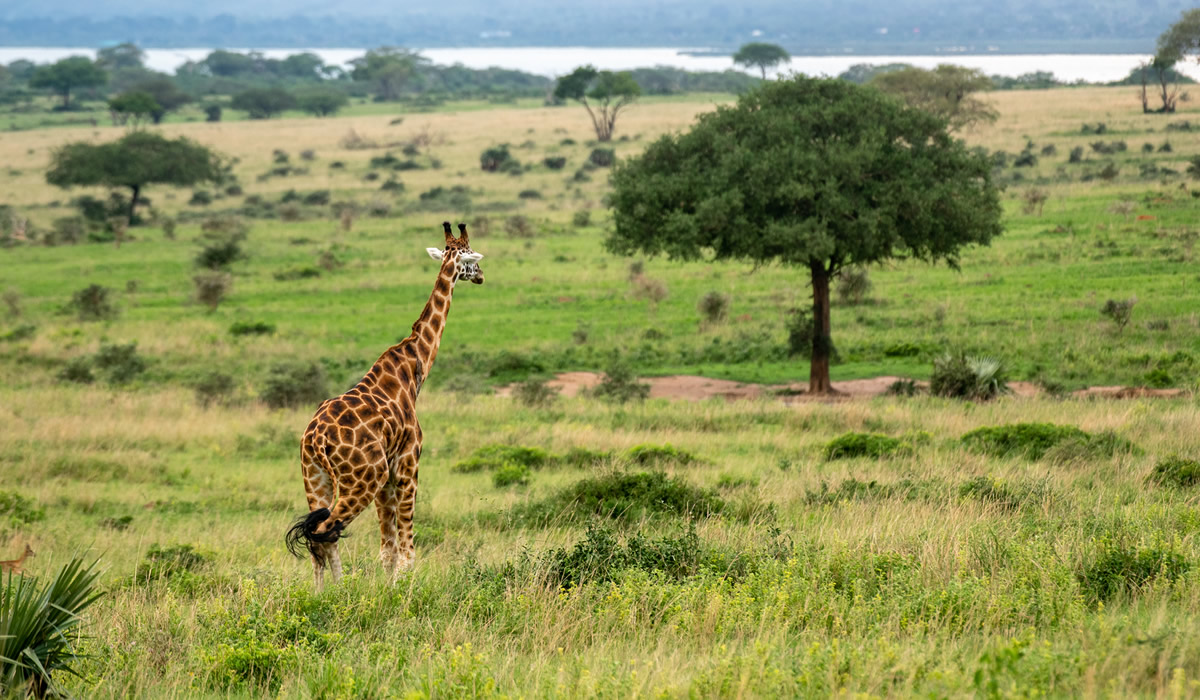 Best National Parks in Uganda for an Unforgettable Safari Holiday