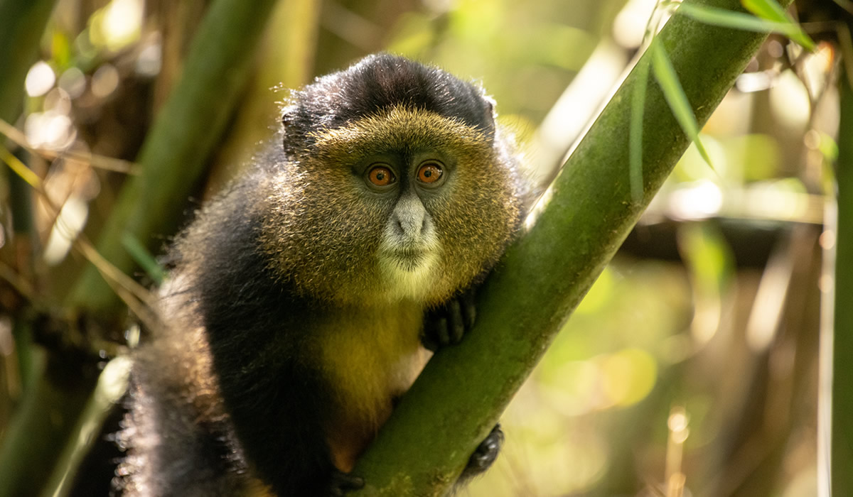 Golden Monkey Trekking in Volcanoes National Park