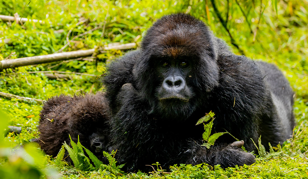 Rwanda Gorilla Trekking Experience