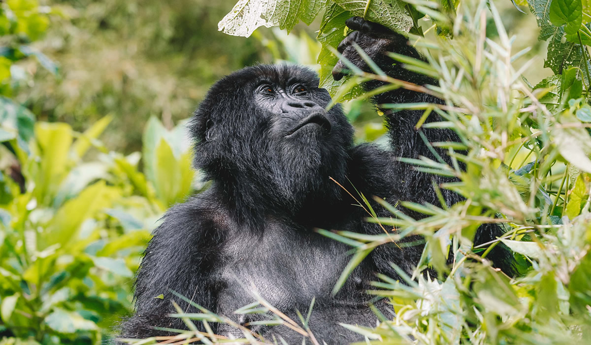 10 Best Rwanda Wildlife Safari Experiences
