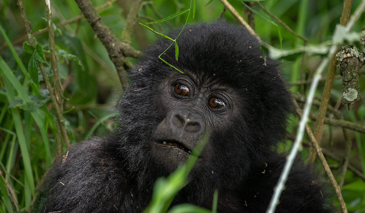 Best Time to Visit Uganda for Gorilla Trekking, Gorilla Trekking