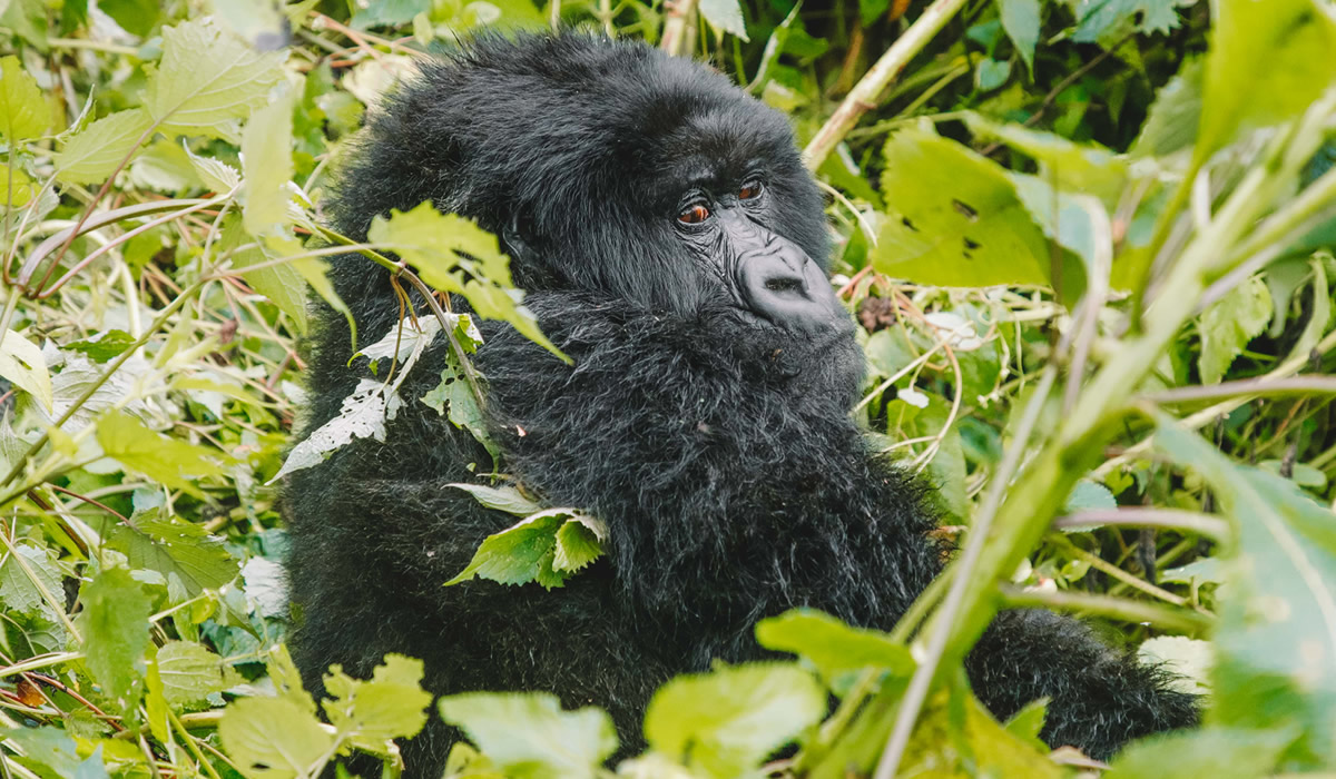 Best Time to Visit Rwanda for Gorilla Trekking and Safari Tours