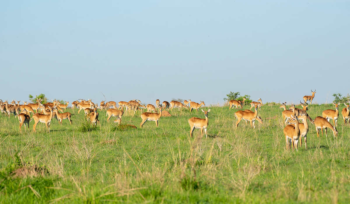 10 Best Uganda Wildlife Experiences for First-Time Visitors