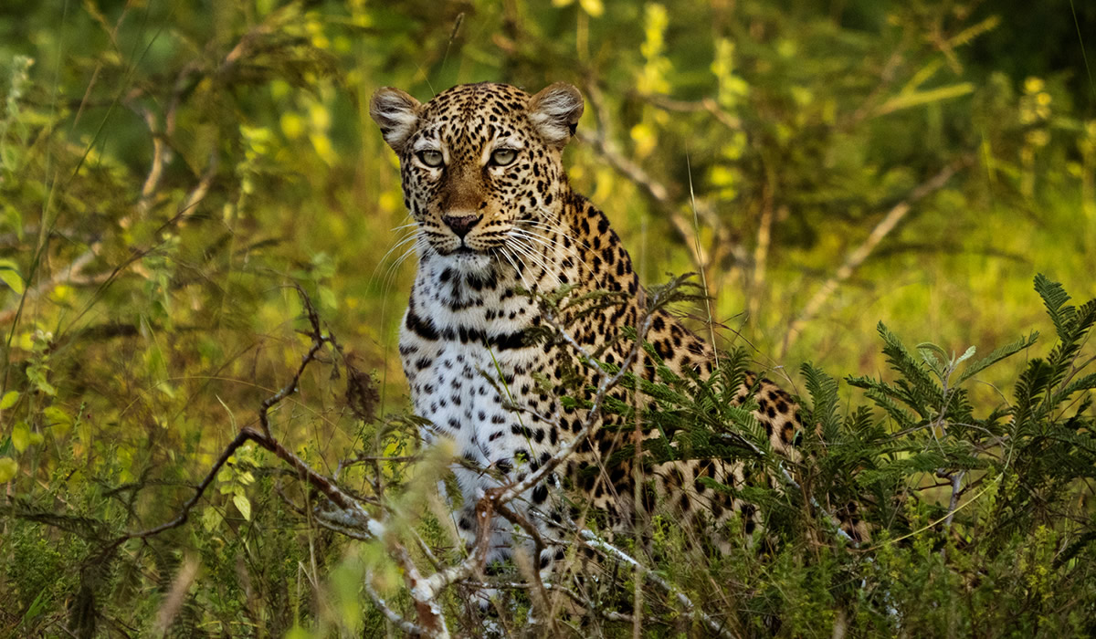 Big Five Safari Experience in Akagera National Park