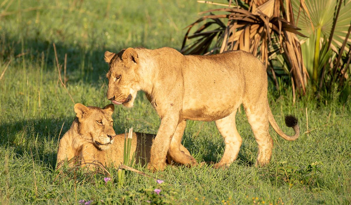 Complete Guide to Wildlife Safaris in Uganda