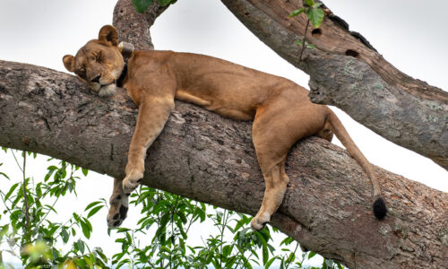 3 Days Queen Elizabeth National Park Safari 3 Days Queen Elizabeth National Park Safari