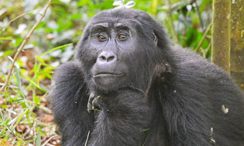 4 Days Bwindi Gorilla Trekking Tour 4 Days Bwindi Gorilla Trekking Tour, Uganda Safaris