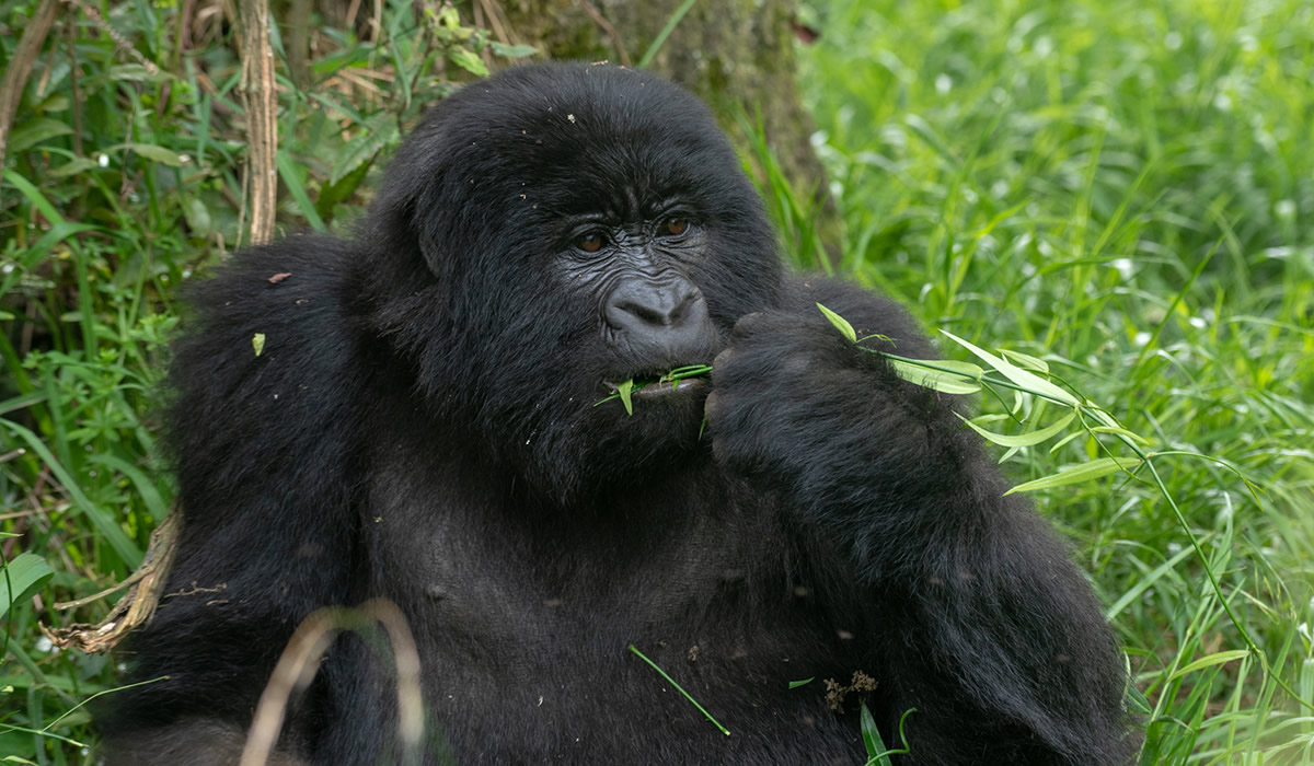 Travel Guide to Uganda Gorilla Trekking Tours