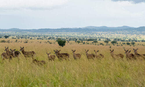 8 Days Murchison Falls, Kibale and Queen Elizabeth Safari 8 Days Murchison Falls, Kibale and Queen Elizabeth Safari